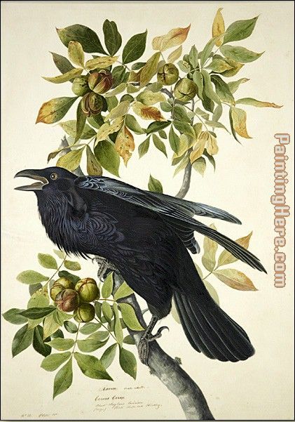 Raven painting - John James Audubon Raven art painting